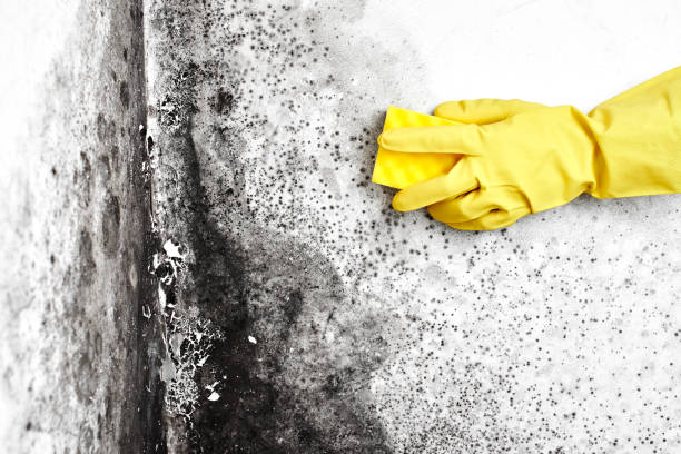 Best Commercial Mold Inspection  in West Point, GA